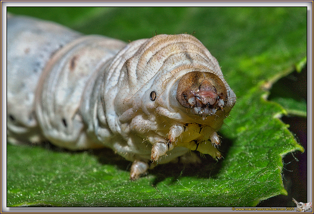 Chenille du Bombyx